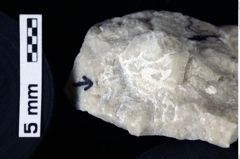 Foto (Detailansicht) von Goniodromites bidentatus (Reuss, 1858) (NHMW-GEO-1990-0041-0071)